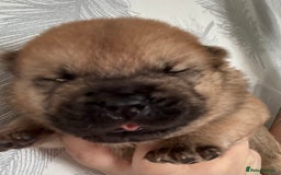 Chow Chow dogs for sale: Quality chow chow pups - Image 5