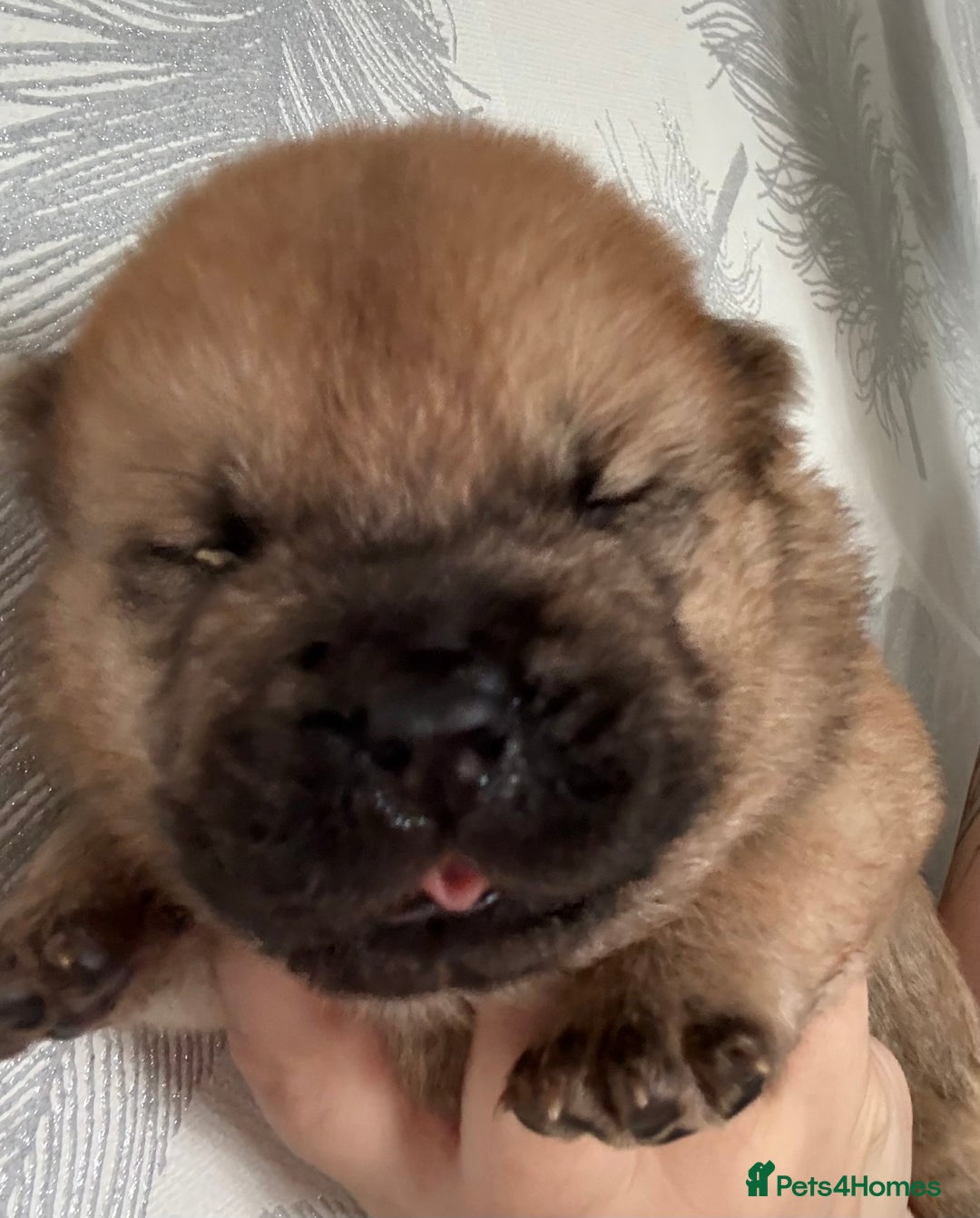 Chow Chow dogs for sale: Quality chow chow pups - Image 5