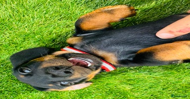 Miniature Dachshund dogs - Advert 14