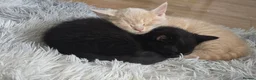 Mixed Breed cats for sale: READY TO LEAVE Domestic short hair X British blue  - Advert 14