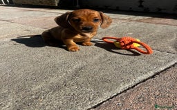 Miniature Dachshund dogs for sale: kc reg miniature smooth Dachshund 1 girl 1 boy - Image 8
