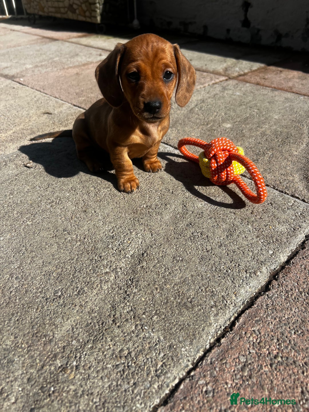 Miniature Dachshund dogs for sale: kc reg miniature smooth Dachshund 1 girl 1 boy - Image 8