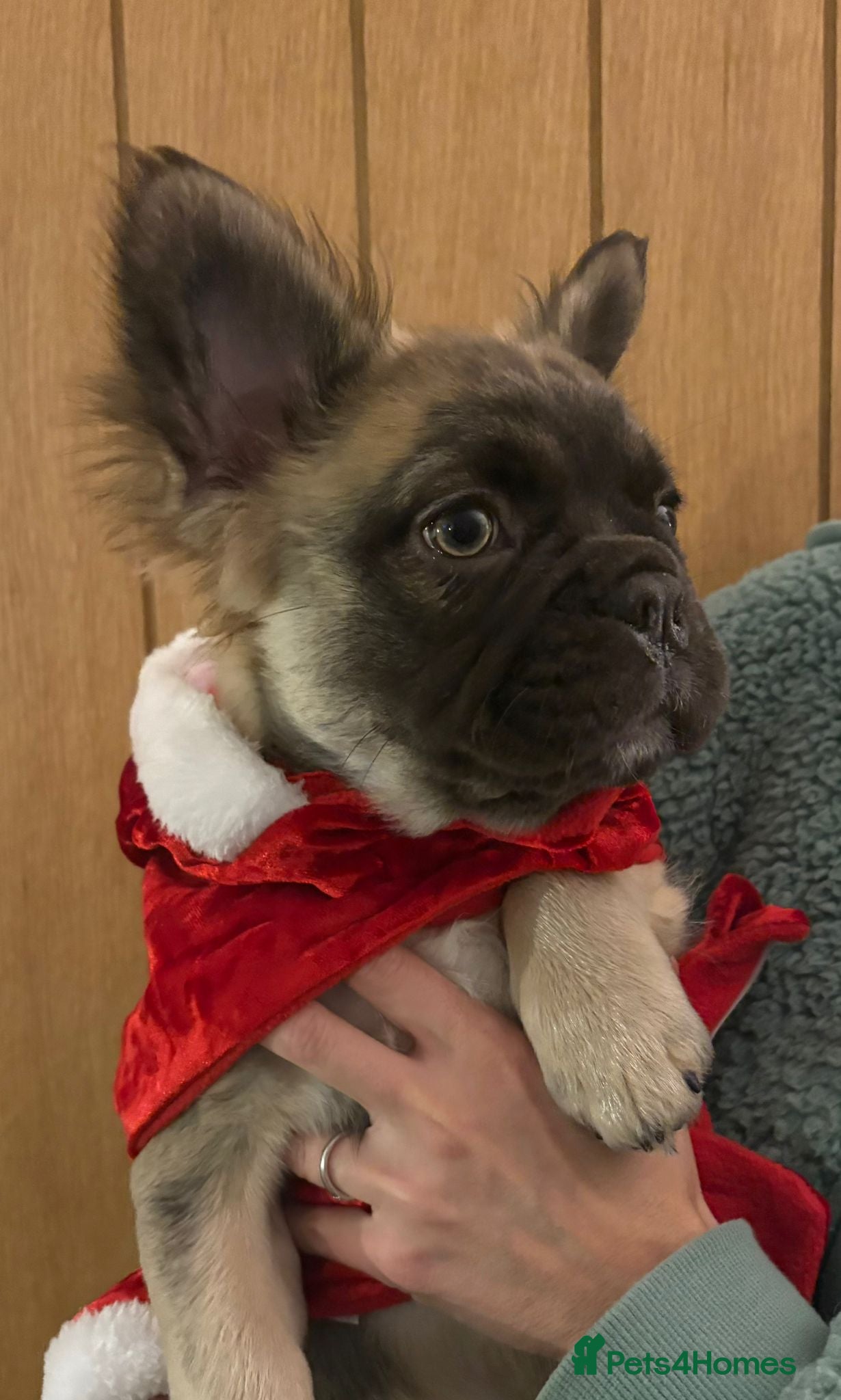 French Bulldog dogs Fluffy Frenchie pups ♥️ only 1 left - Advert 13