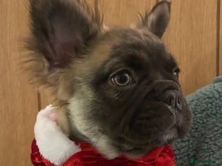 French Bulldog dogs Fluffy Frenchie pups ♥️ only 1 left - Advert 13