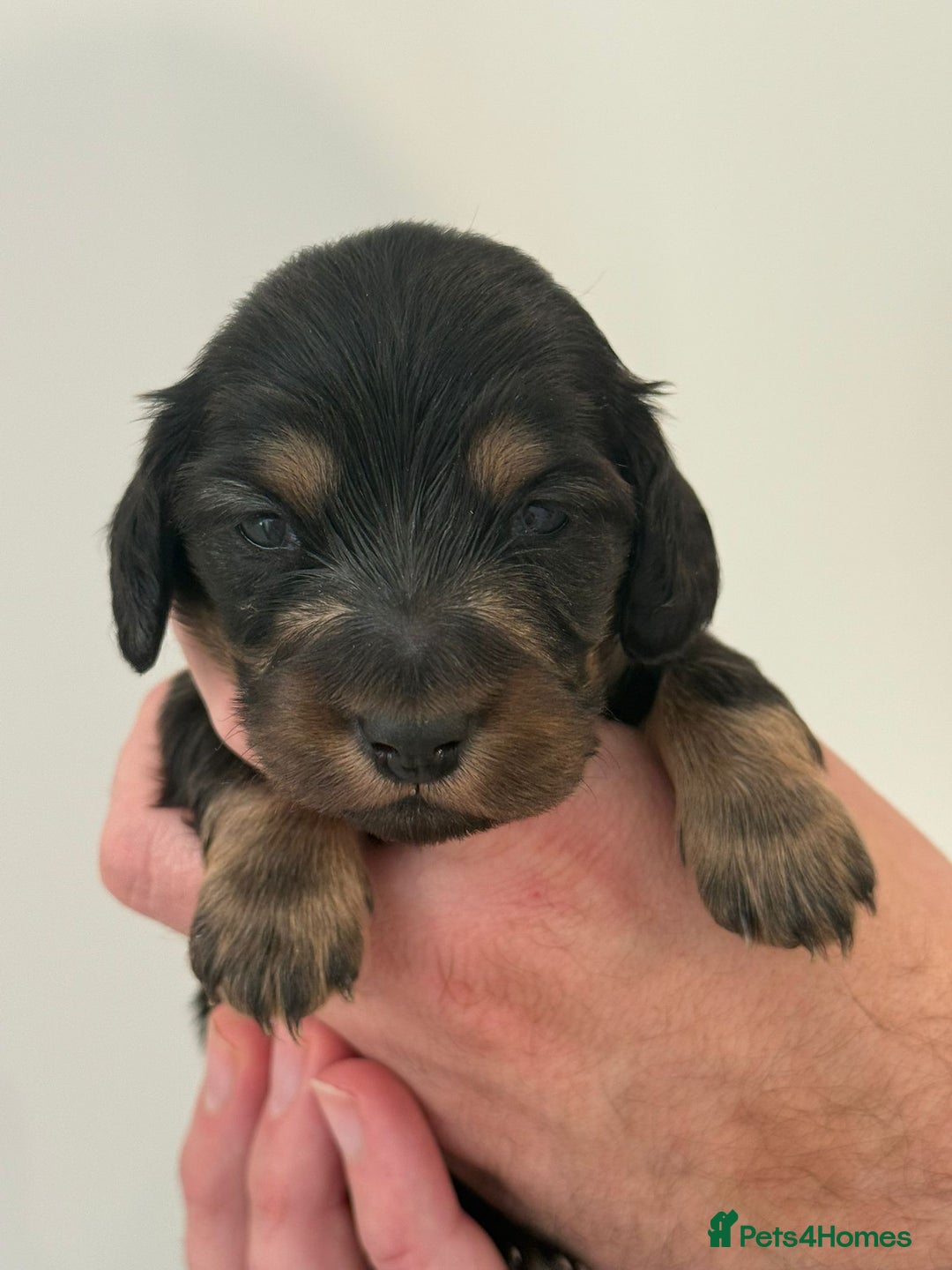 Miniature Dachshund dogs for sale: Black and Tan Miniature Daschund  - Advert 19