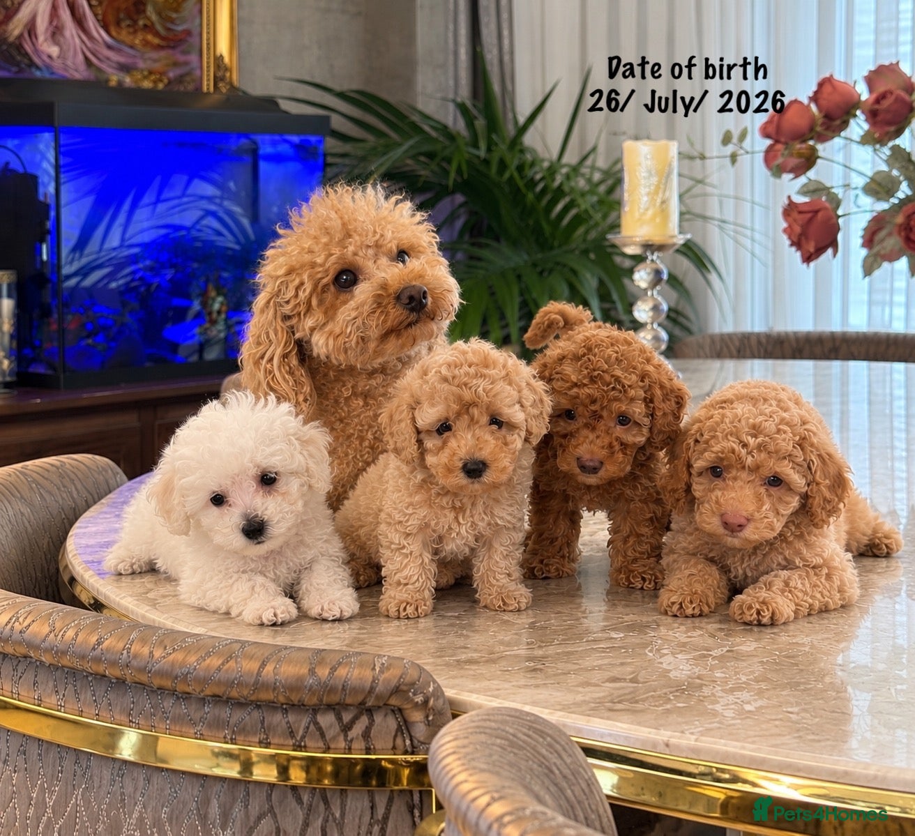 Toy Poodle dogs 10 weeks old toilet trained toy poodle puppies  - Advert 1