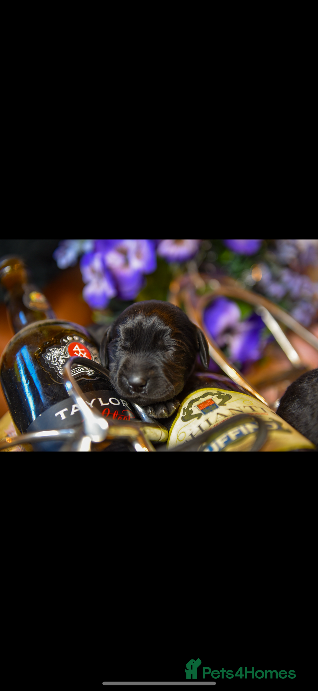 Cockerdor dogs for sale: Beautiful Back and Red Cockerdors  - Advert 1