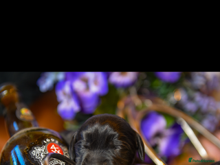 Cockerdor dogs Beautiful Back and Red Cockerdors - Advert 16