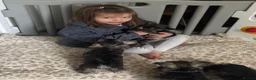 Miniature Schnauzer dogs for sale: Miniature Schnauzer Puppies 4 girls 3 boys.  - Advert 14