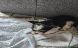 Mixed Breed dogs for sale: Biewer terriers pups - Image 7