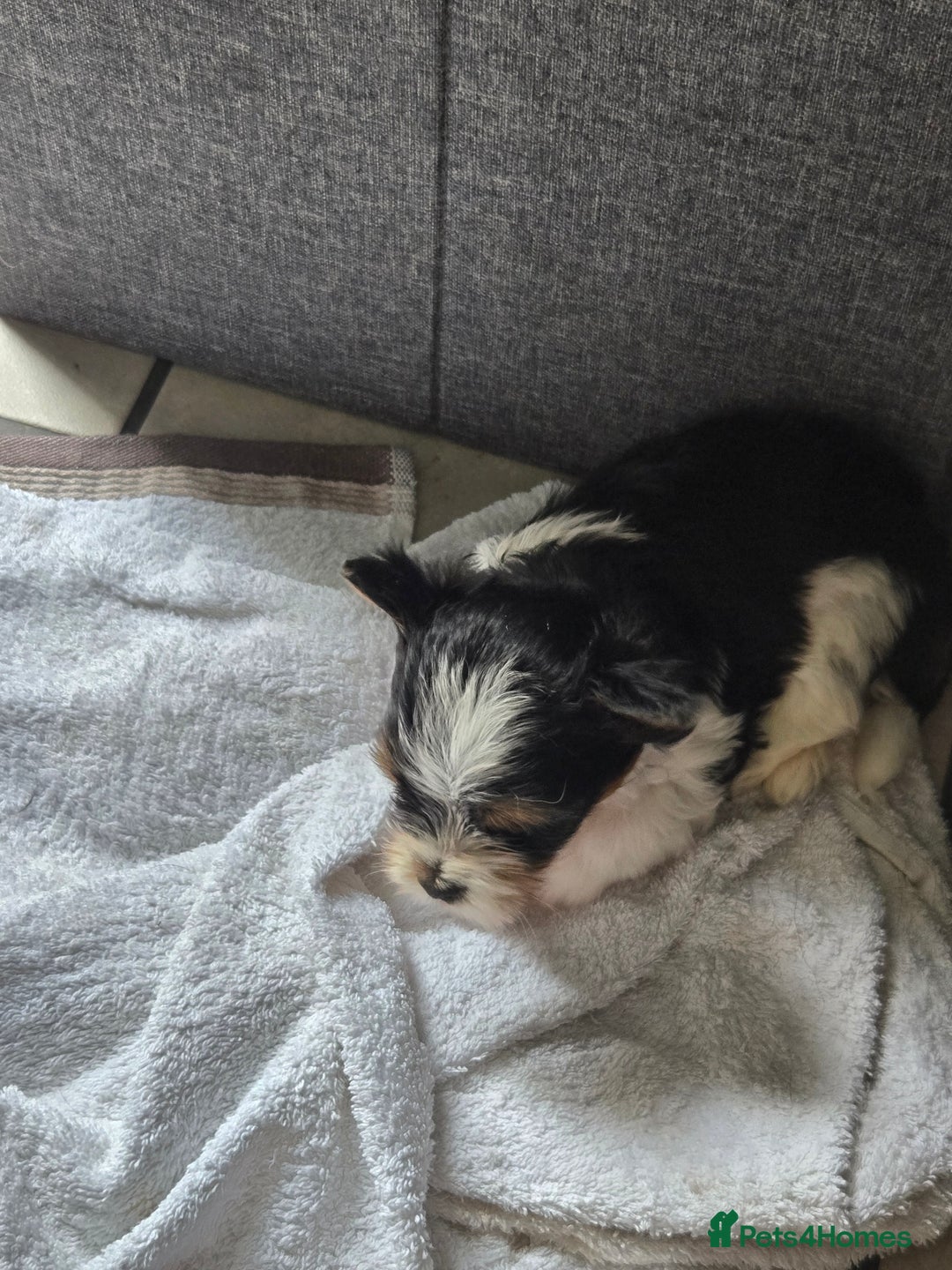 Mixed Breed dogs for sale: Biewer terriers pups - Image 7