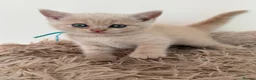 British Shorthair cats for sale: Sought after cream kittens - Advert 16