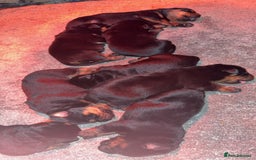 Rottweiler dogs for sale: Big boned chunky Rottweiler puppies - Image 7