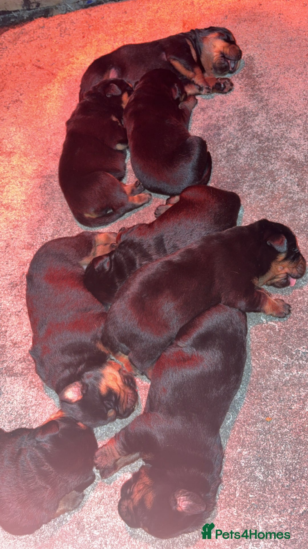 Rottweiler dogs for sale: Big boned chunky Rottweiler puppies - Image 7