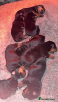Rottweiler dogs - Advert 6