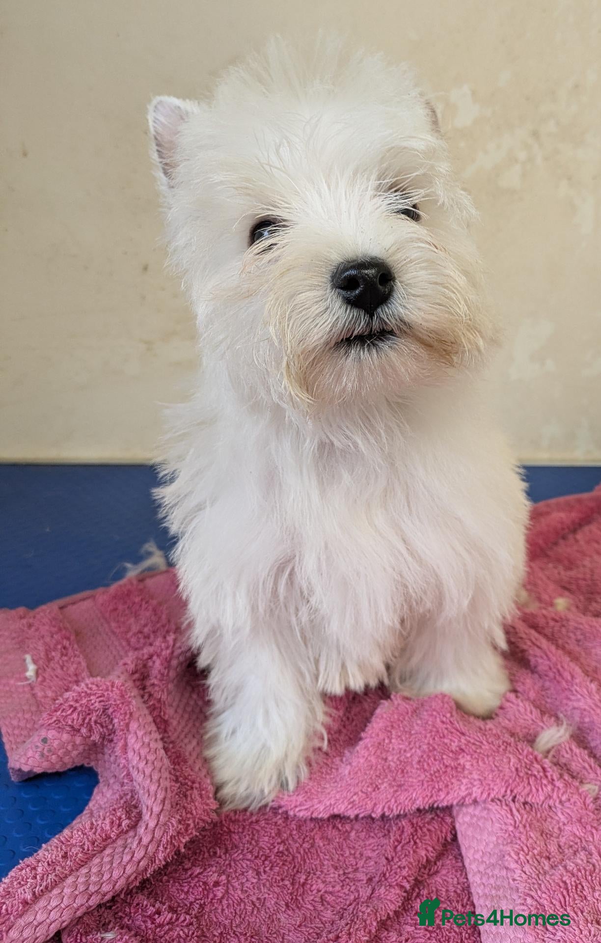 West Highland Terrier dogs Beautiful Westie boys  - Advert 3