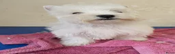 West Highland Terrier dogs for sale: Beautiful Westie boys  - Advert 1