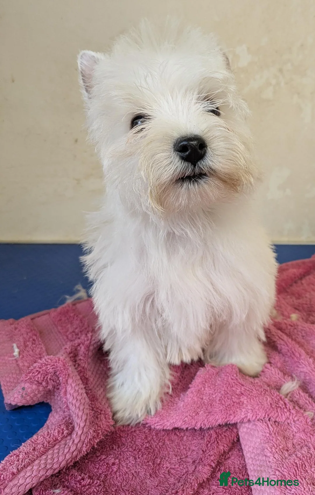 West Highland Terrier dogs for sale: Beautiful Westie boys  - Advert 1