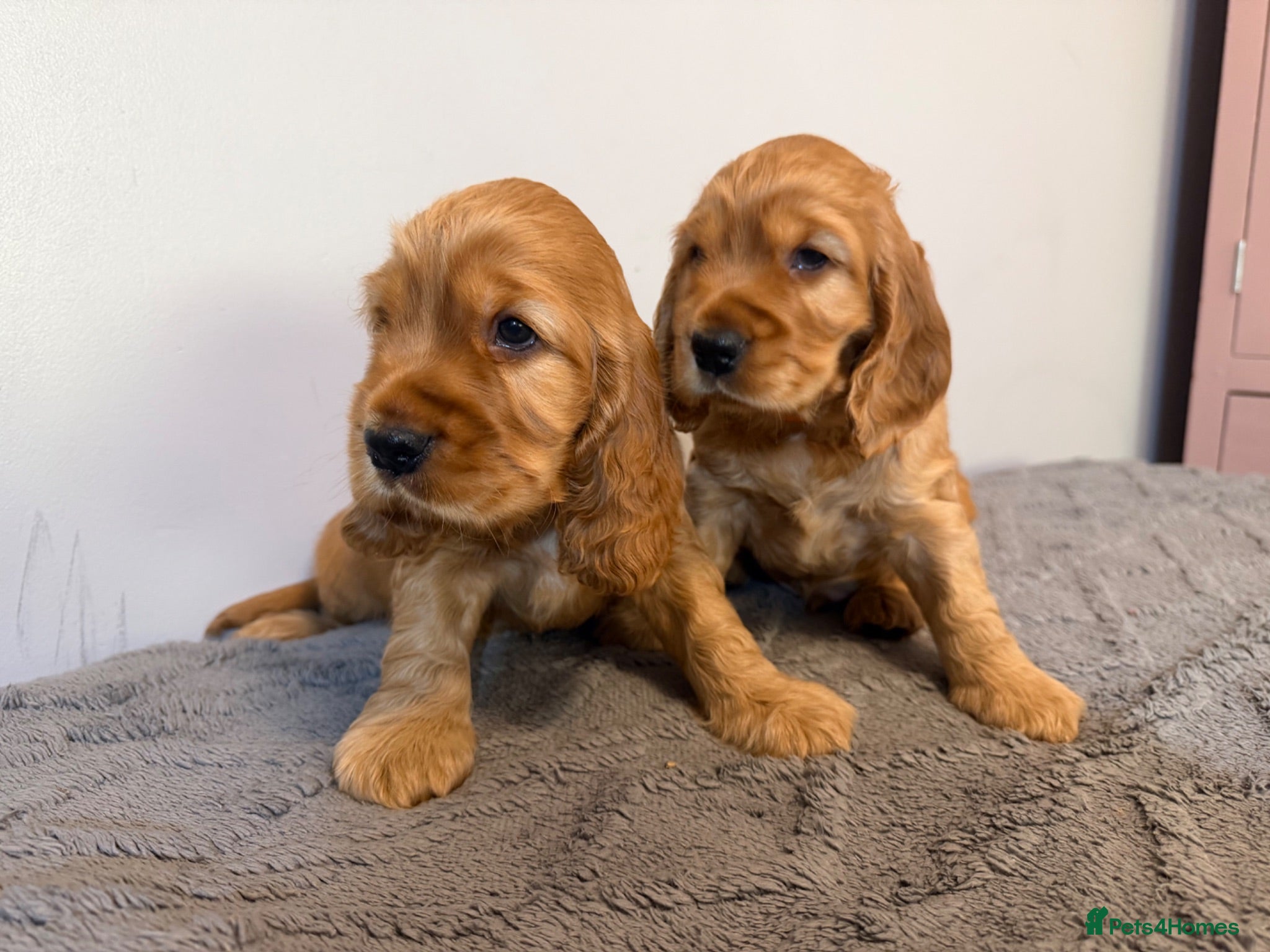 Cocker Spaniel dogs Stunning Golden Show Cocker Spaniels  - Advert 2