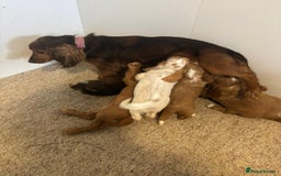 Cocker Spaniel dogs for sale: Six beautiful cocker spaniel puppies - Image 7