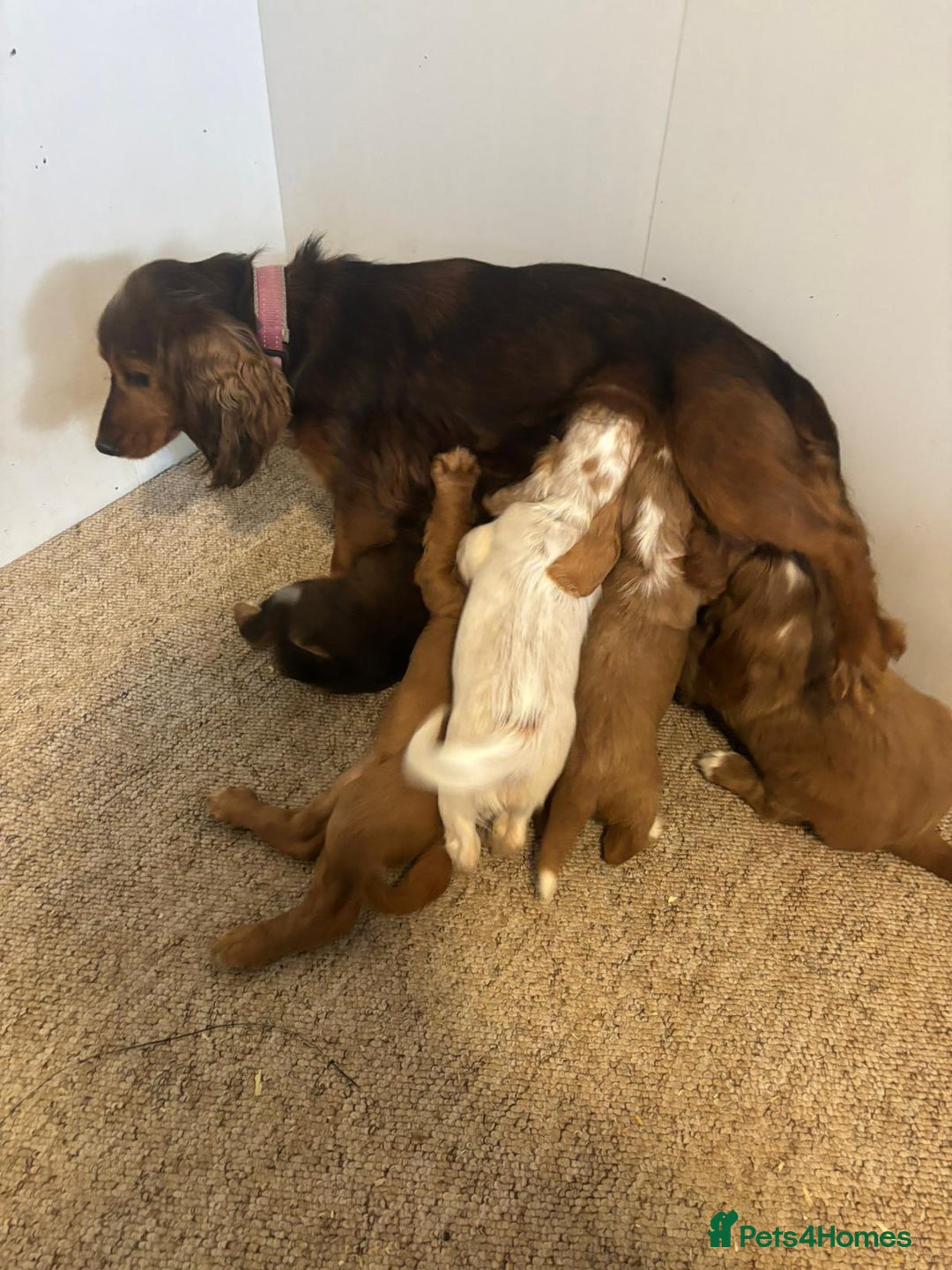 Cocker Spaniel dogs for sale: Six beautiful cocker spaniel puppies - Image 7