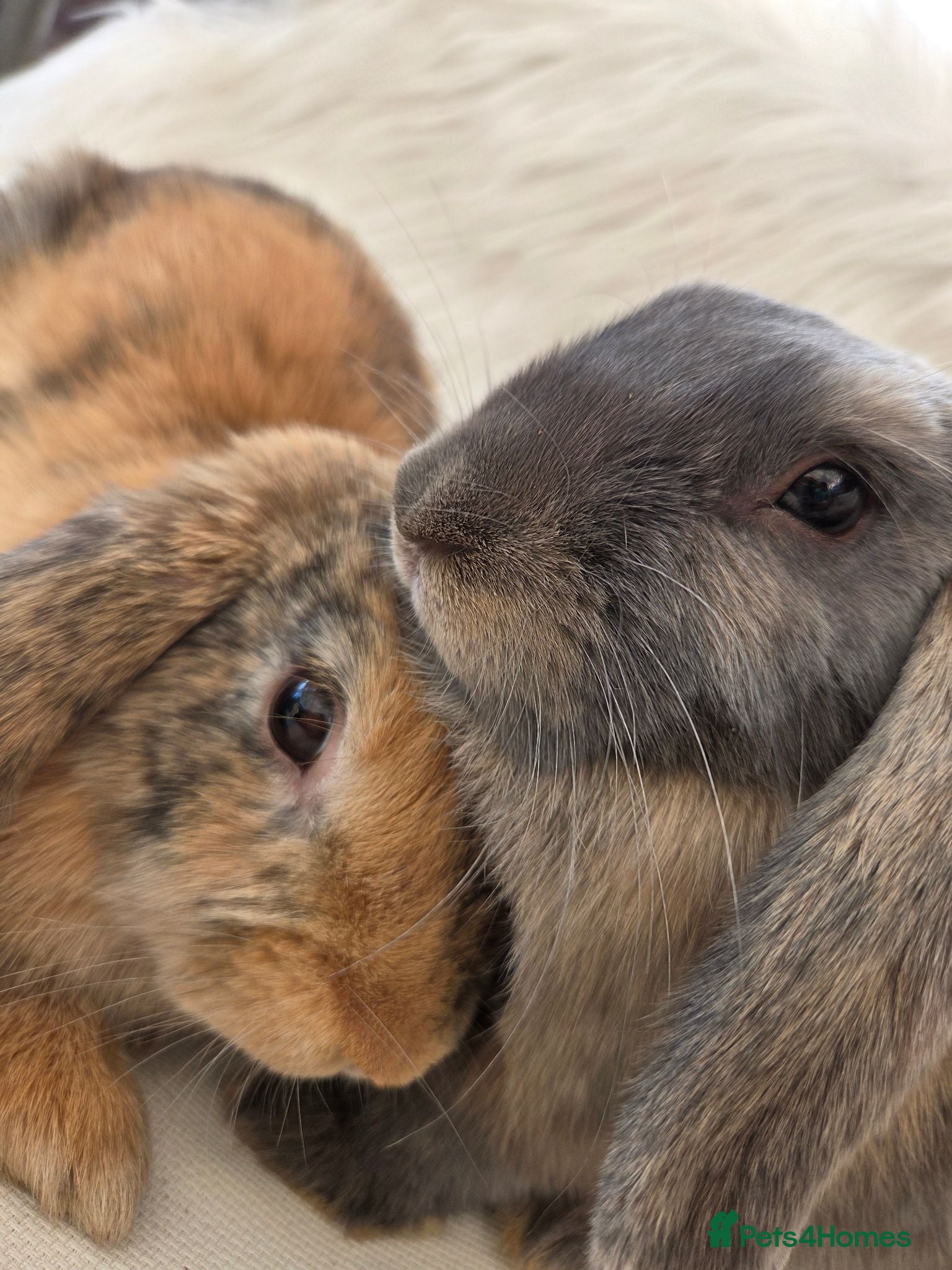Mini Lop rabbits Only 2 left boy available. Beautiful mini lops - Advert 1