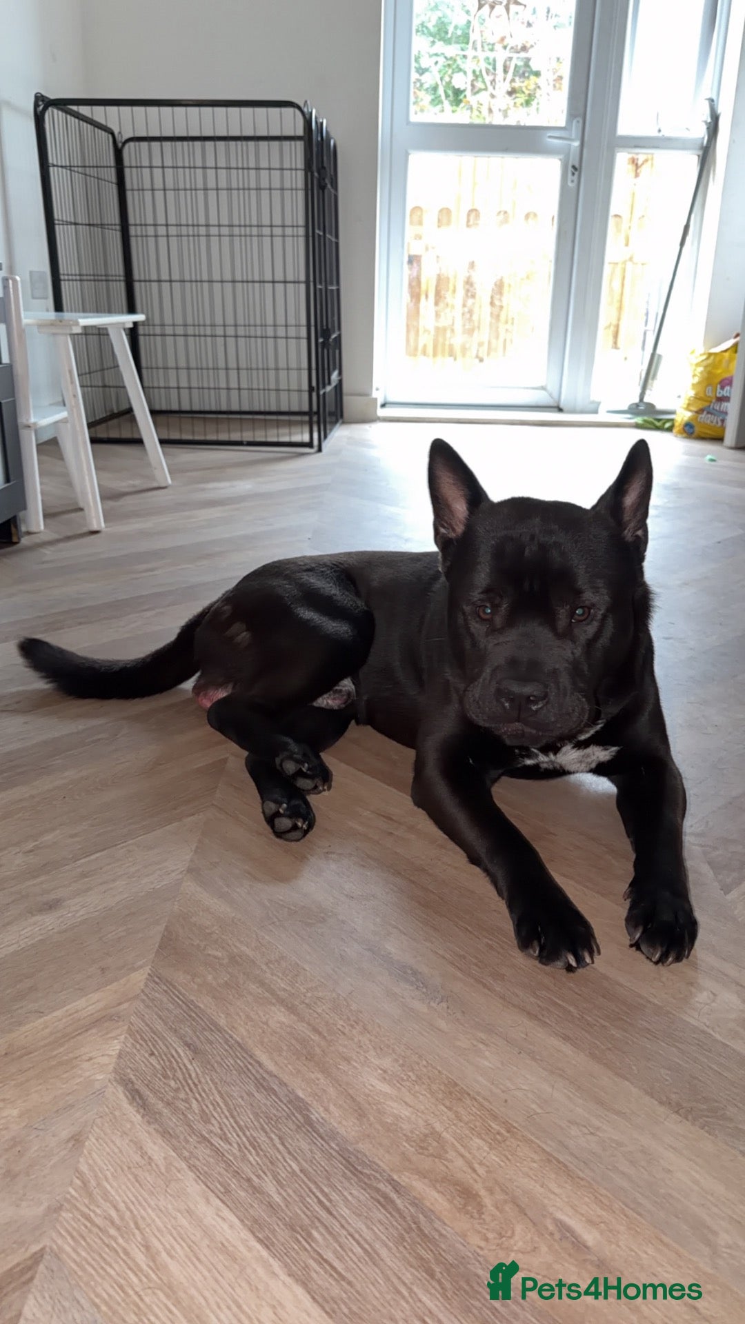 Mixed Breed dogs for sale: Chow Chow Frenchie Pup - Advert 6