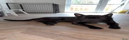 Mixed Breed dogs for sale: Chow Chow Frenchie Pup in Chelmsford - Advert 1