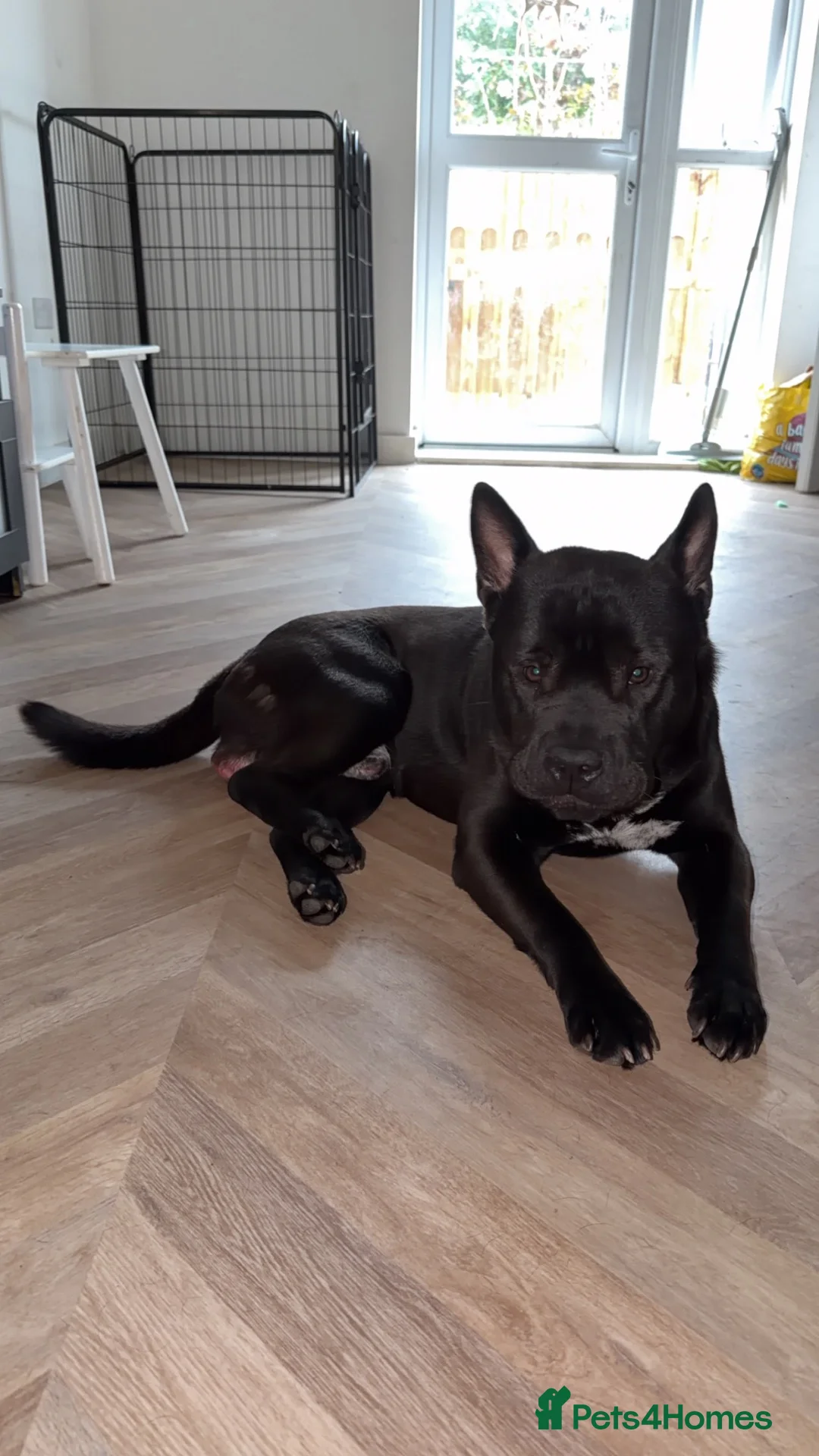 Mixed Breed dogs for sale: Chow Chow Frenchie Pup in Chelmsford - Advert 1