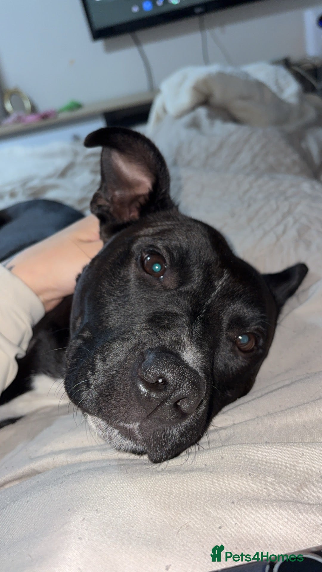 Mixed Breed dogs Staffie cross patterdale- IVY - Advert 6