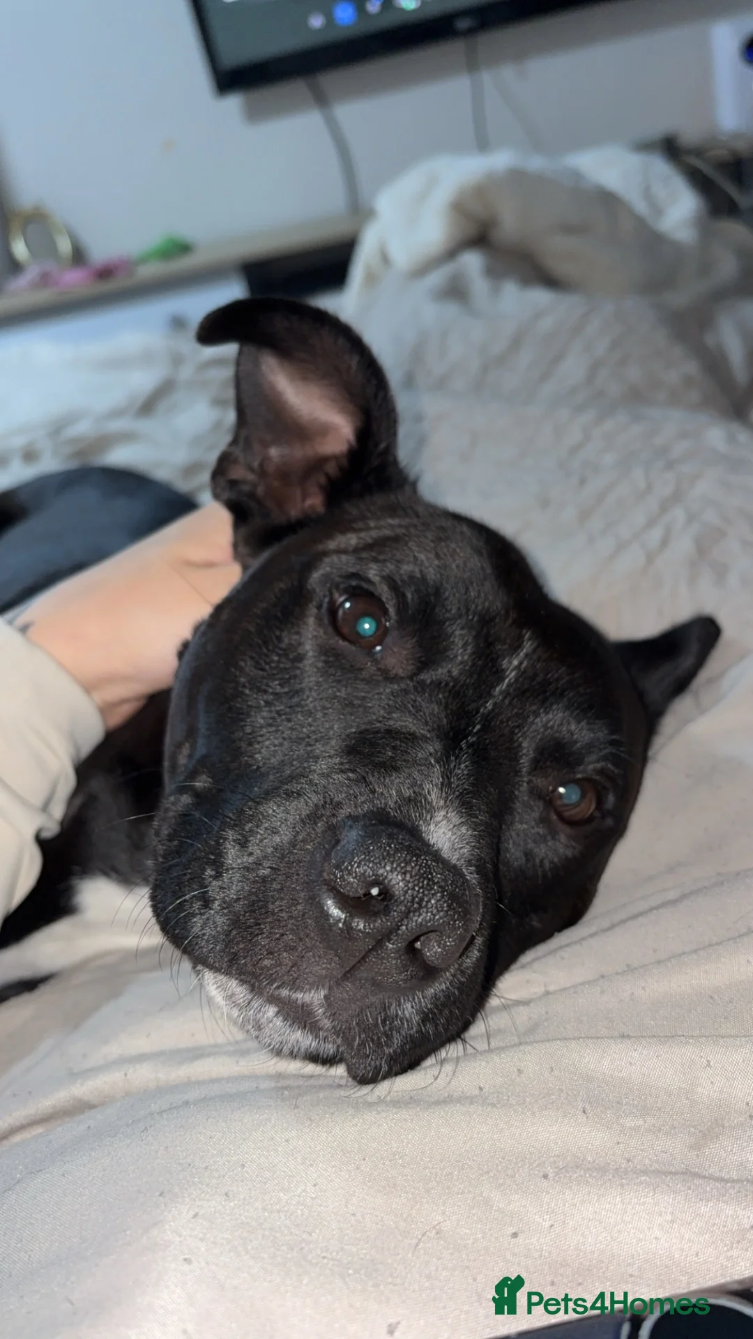Mixed Breed dogs for sale: Staffie cross patterdale- IVY in Middlesbrough - Advert 1