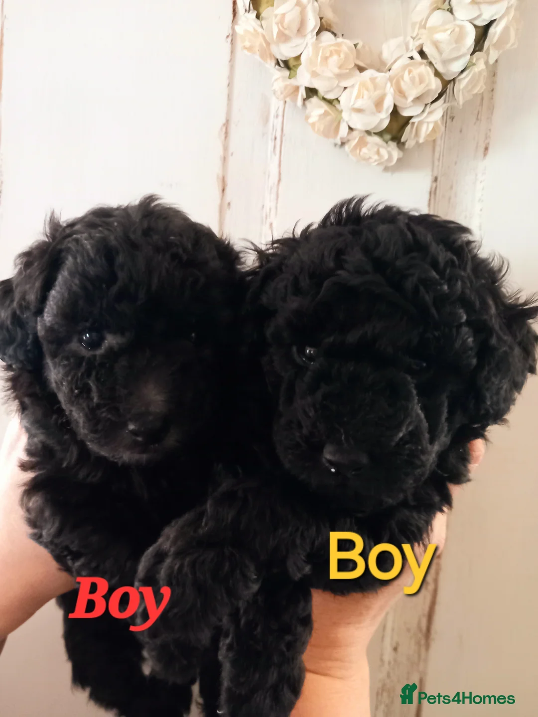 Toy Poodle dogs for sale: BEAUTIFULL TINY KC FULL PEDIGREE TOY POODLES* - Advert 15