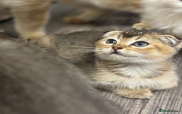 Scottish Fold cats for sale: Golden Scottish fold  - Image 7