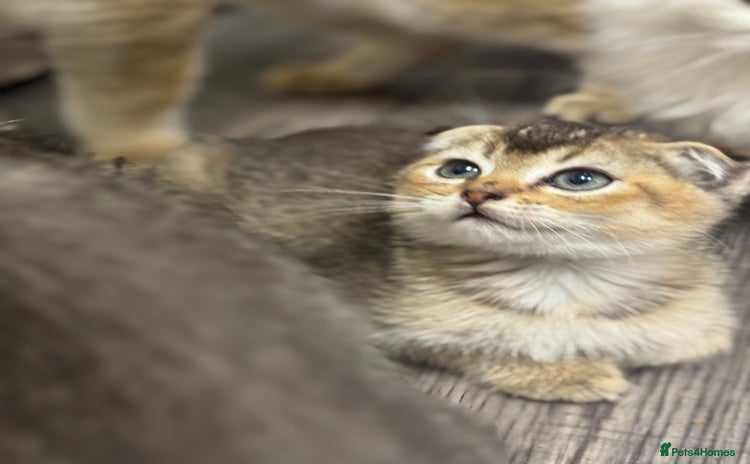 Scottish Fold cats - Advert 14