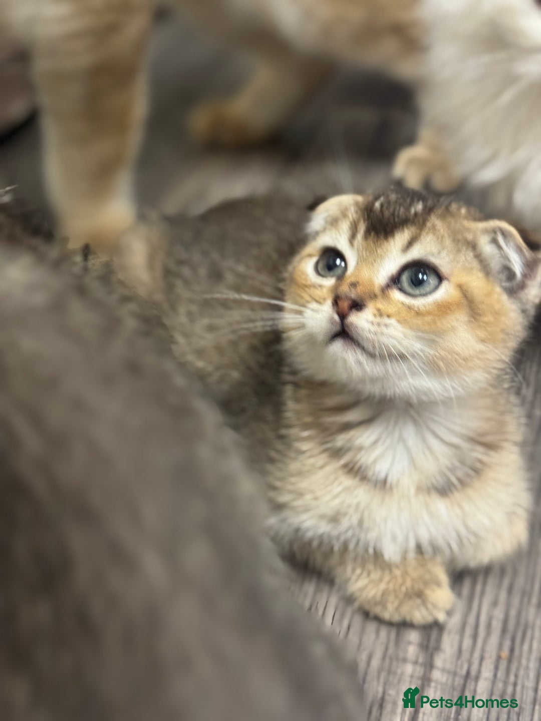 Scottish Fold cats for sale: Golden Scottish fold  - Image 7