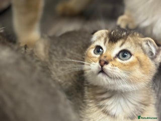 Scottish Fold cats - Advert 5