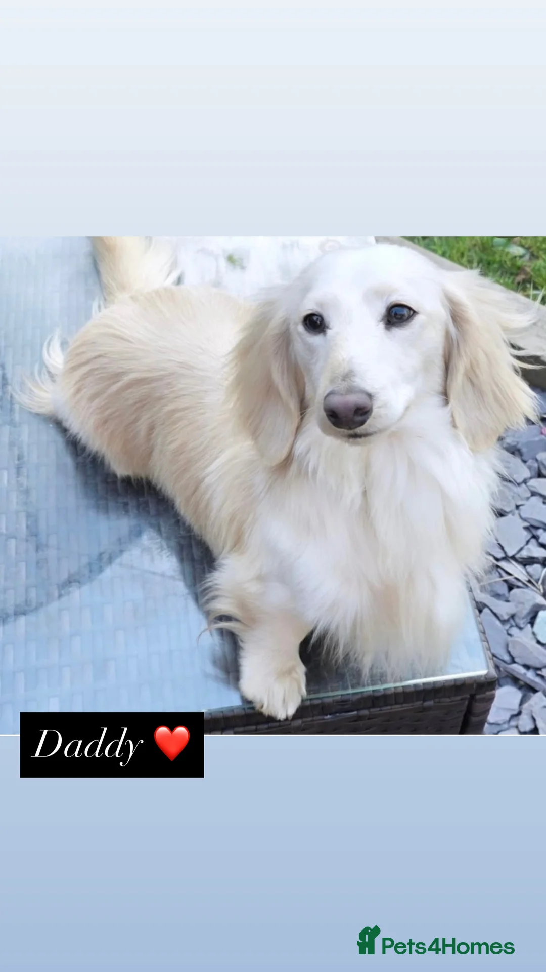 Miniature Dachshund dogs for sale: Miniature long haired cream dachshund puppies  - Advert 5