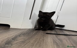 British Shorthair cats for sale: BSH kitten classic & chinchilla bloodline - Image 28