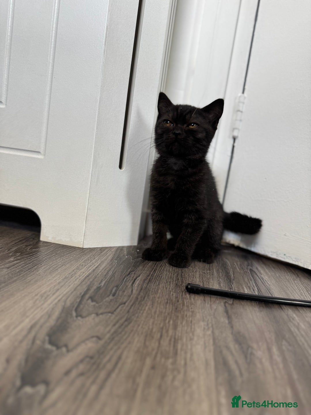 British Shorthair cats for sale: BSH kitten classic & chinchilla bloodline - Image 28