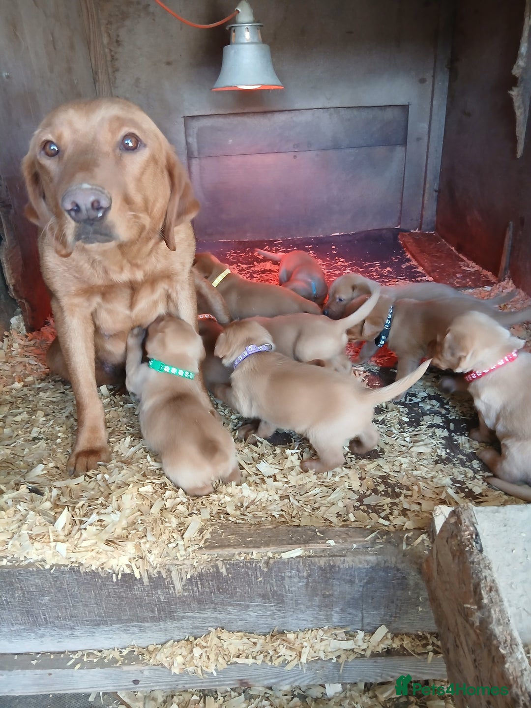 Labrador Retriever dogs for sale: Fox red labrador puppies  - Image 10