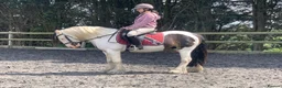 Paint horses for sale: Foot perfect pony  - Advert 13