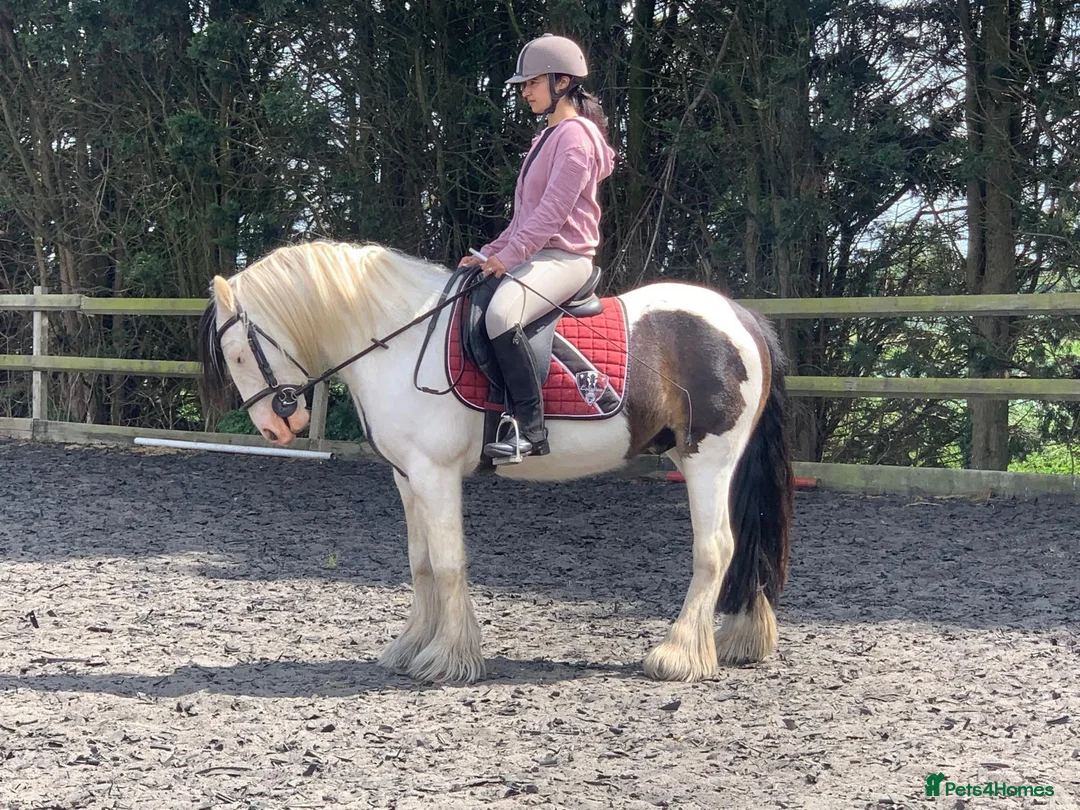 Paint horses for sale: Foot perfect pony  - Advert 13