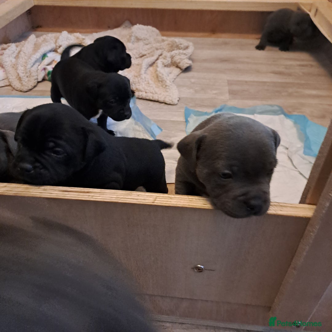 Staffordshire Bull Terrier dogs for sale: Chunky Staffy puppies excellent bloodline - Image 15