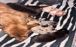 Mixed Breed dogs for sale: Stunning staffy x collie puppies  - Image 3
