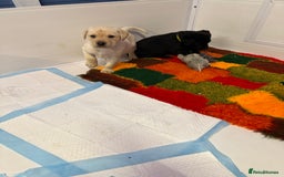 Labrador Retriever dogs for sale: Black pedigree Labradors only 3 girls available  - Image 18