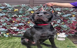 Mixed Breed dogs for adoption: Bentley - Image 8