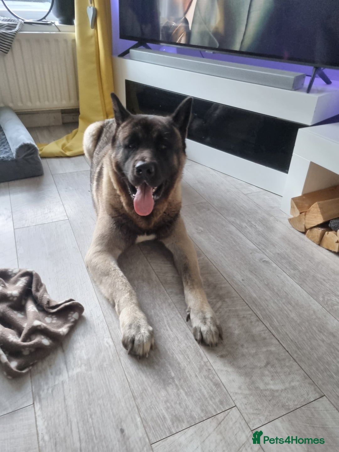 Akita dogs for stud: American Akita 2 years old . Stud  - Image 7