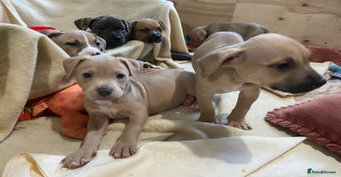 Mixed Breed dogs - Advert 9