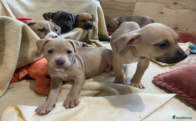 Mixed Breed dogs - Advert 2