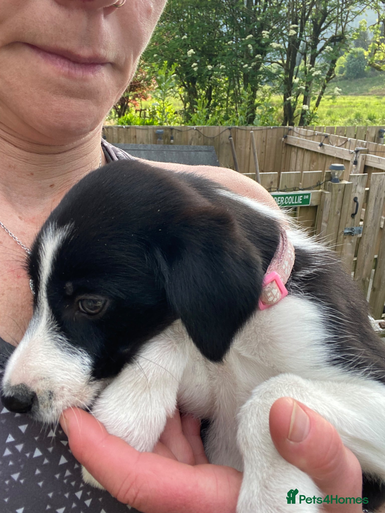 Mixed Breed dogs for sale: Border Collie Cross Pups ready for forever homes in Cairndow - Advert 17